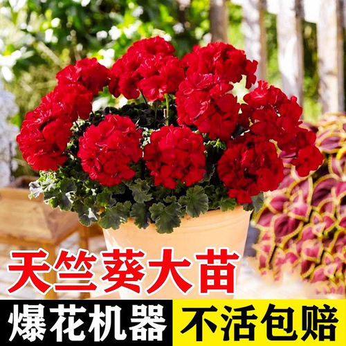 荷兰重瓣天竺葵盆栽花苗大花不断