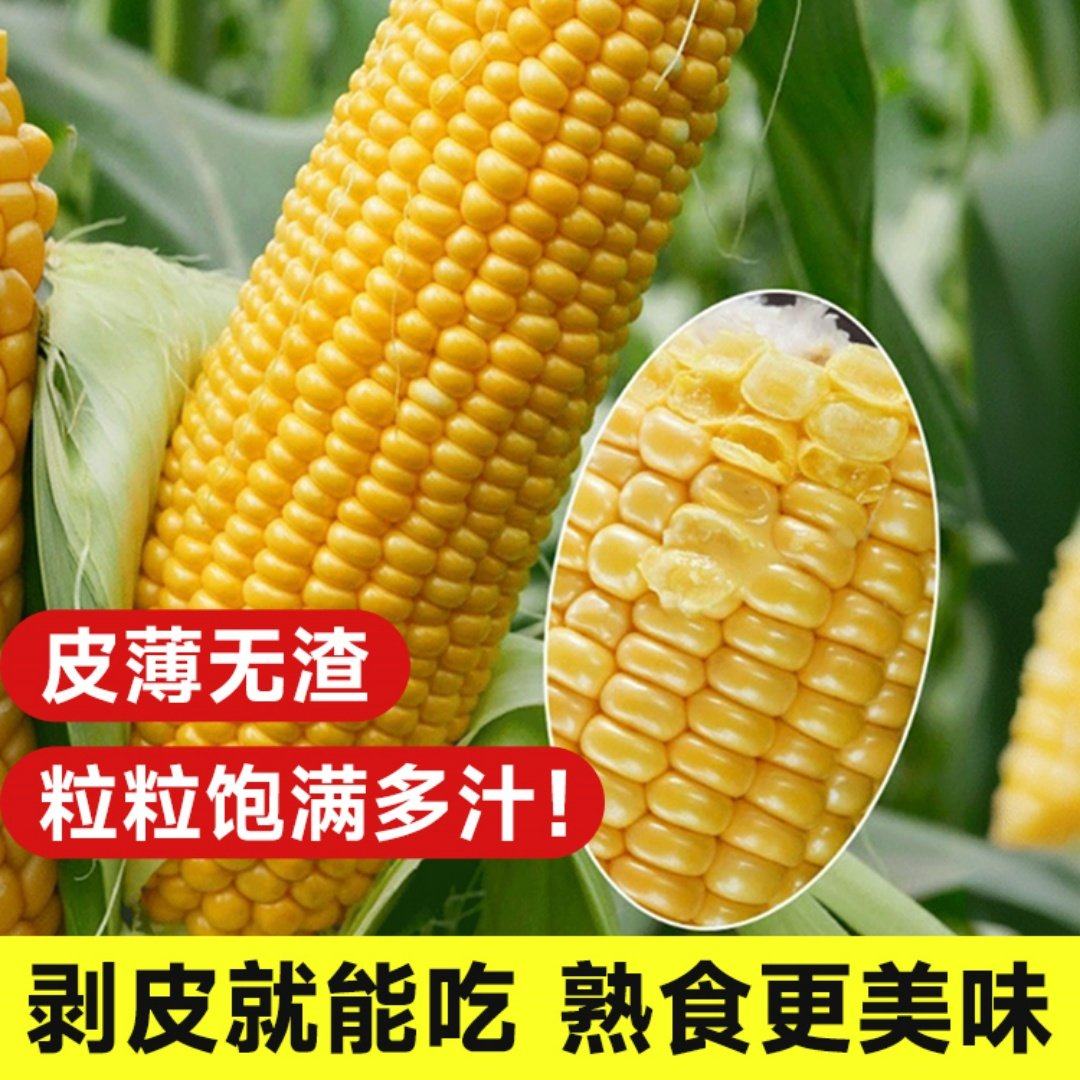 粤甜29号玉米种籽超甜高产水果玉米种子脆甜糯糯米春季杂交种孑,农用物资,玉米种子/种苗,淘宝优惠券,粉丝福利购,淘宝优惠卷