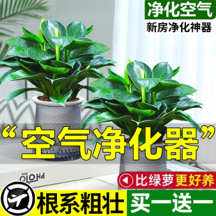 金钻绿公主盆栽带花苞大叶绿植水培室内吸除去甲醛好养客厅新房