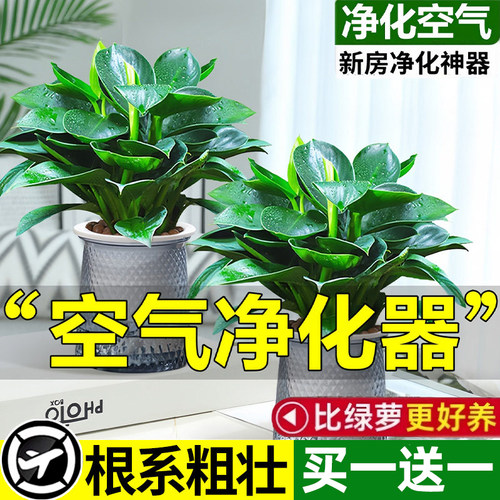金钻绿公主盆栽带花苞大叶绿植水