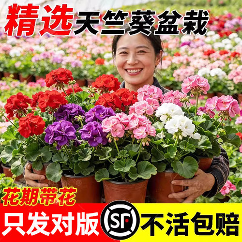 重瓣天竺葵盆栽四季带花名贵花苗