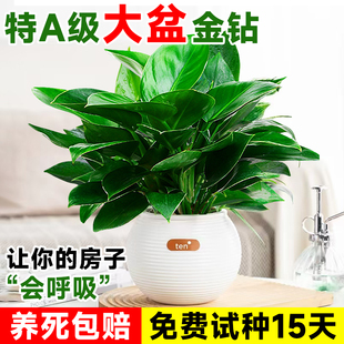 大叶金钻绿公主绿植室内盆栽植物绿萝水培好养活四季 花卉新房客厅