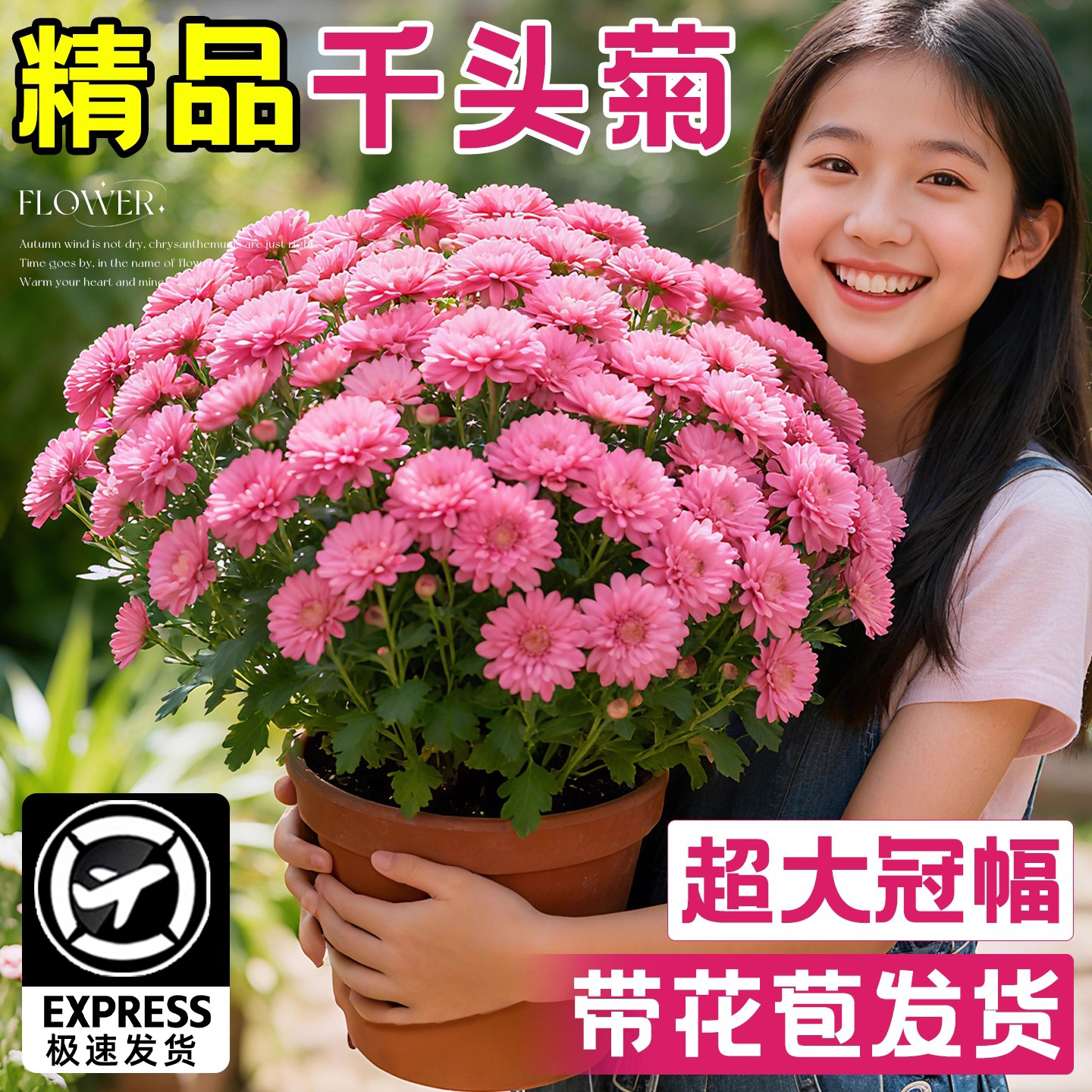 球菊千头菊盆栽带花苞菊花花苗阳