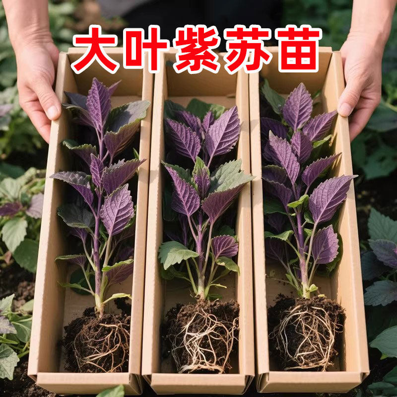 可食用大叶紫苏苗盆栽50棵带土带根大叶新鲜紫苏四季盆栽阳台种植