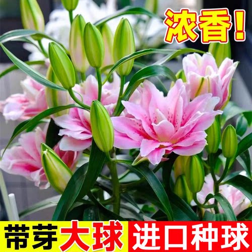 香水百合种球5颗好养活阳台室内室外进口重瓣百合花卉盆栽植物 - 封面