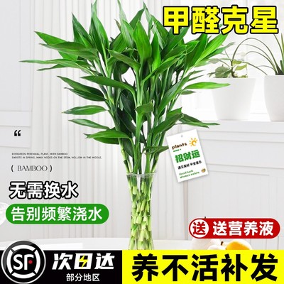 富贵竹植物客厅招财盆栽水培植物