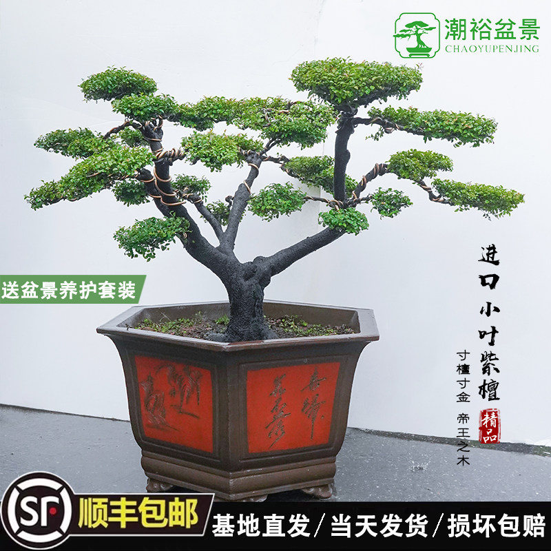 小叶紫檀盆景正宗进口名贵老桩造型高端绿植别墅室内客厅庭院造景