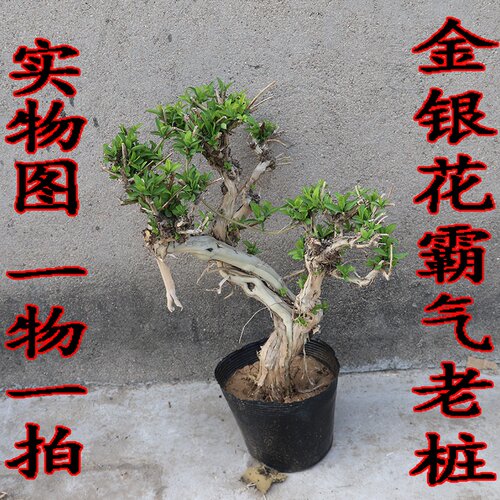树形金银花价格 树形金银花图片 星期三