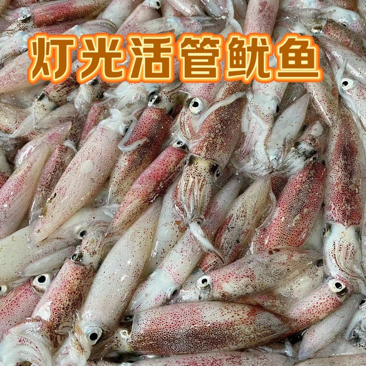 鲜活速冻海捕灯光渔船