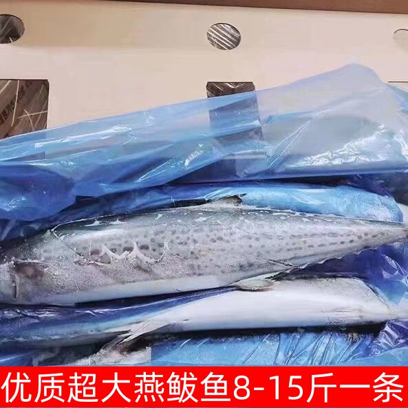 大鲅鱼燕尾鲜活速冻马鲛鱼