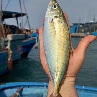 正宗巴浪鱼新鲜特大号海捕鲜活冷冻海鲜水产一整箱顺丰包邮