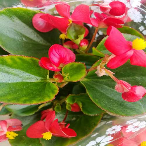 不含盆草本花卉四季玻璃翠庭院阳台开花海棠n长花期盆栽海棠花植