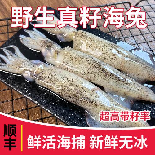 正货野生真籽满籽笔管鱼全籽籽乌海兔子小鱿鱼无冰新鲜鲜活速冻海