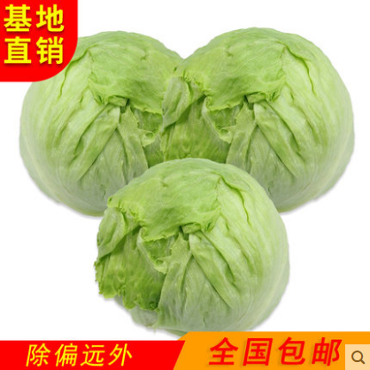 正货球生菜20斤包邮 云南新鲜蔬菜沙拉食材西餐汉堡圆生菜球型西