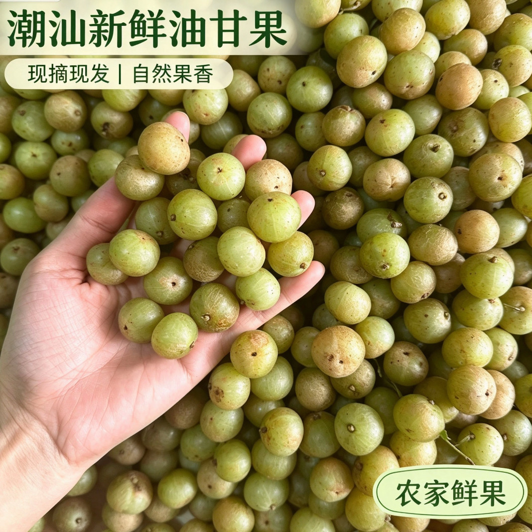 潮汕新鲜赤皮油甘果 现摘现发余甘果 生吃泡酒腌制水果图片