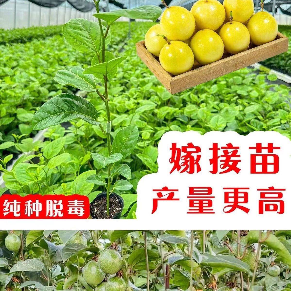 广西正宗香蜜黄金9号百香果树果苗纯甜嫁接大苗盆地栽四季结果