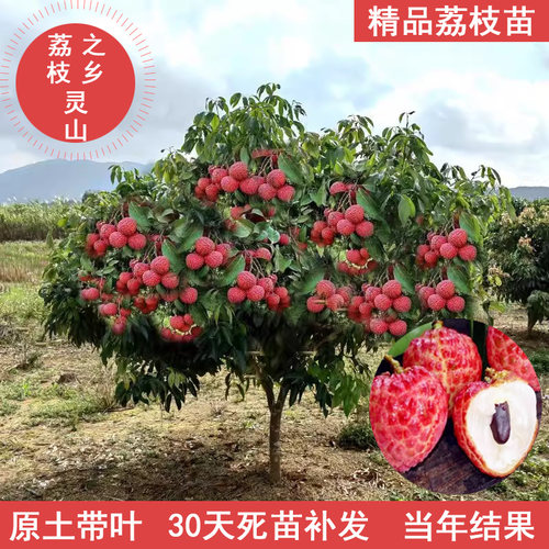 荔枝树苗嫁接无核桂味妃子笑