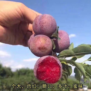 钱排特大嫁接三华李果苗正宗银妃蜂糖三华李带土带叶红心三华李