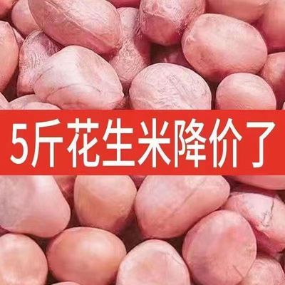 2024年新货10斤花生米生新鲜特级精选生花生白沙花生仁榨油下酒菜