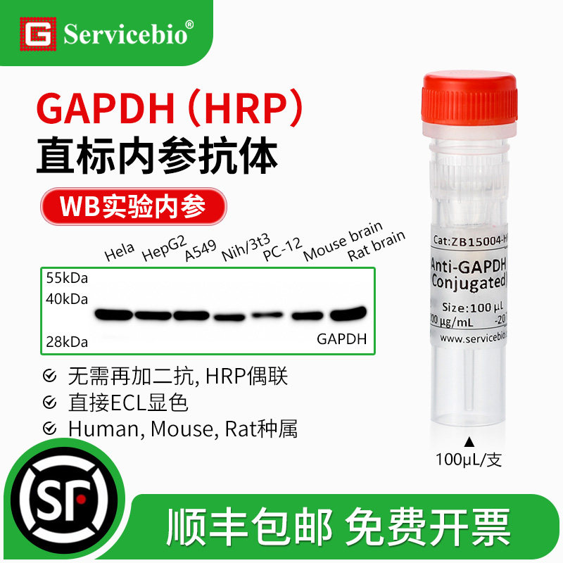 赛维尔 GAPDH 直标内参抗体 HRP偶联 WB无需二抗 直接ECL显色
