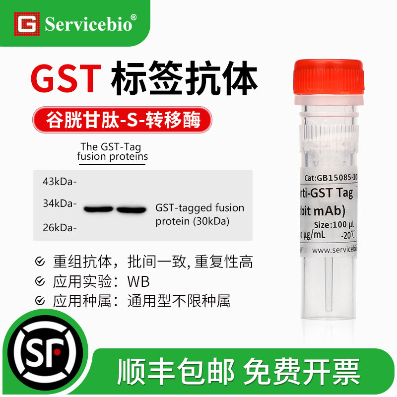 GST 标签抗体 Anti-GST Tag antibody谷胱甘肽S转移酶 小鼠 兔mAb