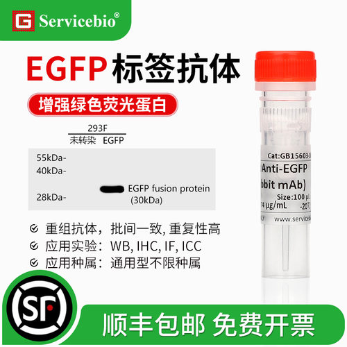 EGFP 标签抗体 Anti-EGFP antibody 绿色荧光蛋白重组小鼠 兔mAb
