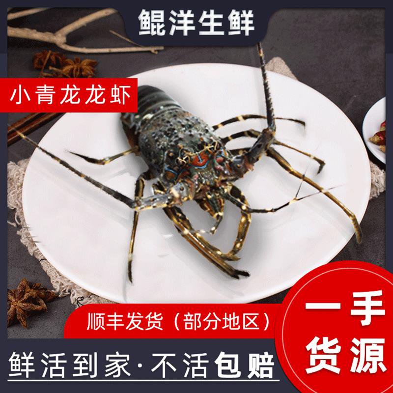产地直供鲜活小青龙 大龙虾活体 印尼龙虾顺丰快递新鲜大龙虾