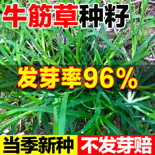 牛筋草种子牧草种子野草老驴拽护坡绿化混合草籽杂草矿山复绿固土