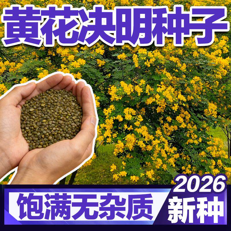 精品黄花决明种子多年生金黄花灌木防蛇庭院观赏易活好养良种树籽