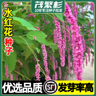 红蓼种子水红花种孑狗尾巴花籽耐湿水边易活花卉庭院荷塘景观花卉