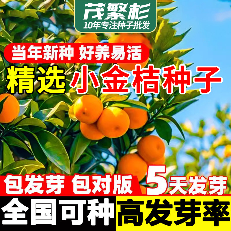 小金桔种子四季桔柑橘年桔橘子种子盆栽种子室内种植阳台果树种籽