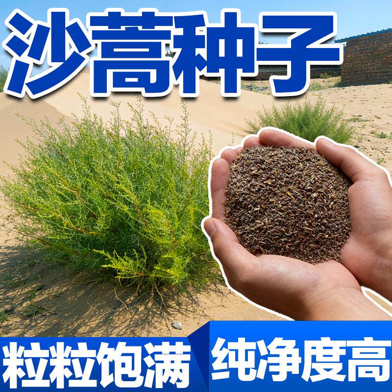 荒漠绿化沙蒿种子多年生耐寒耐旱防风固沙护坡专用草本植物种籽孑