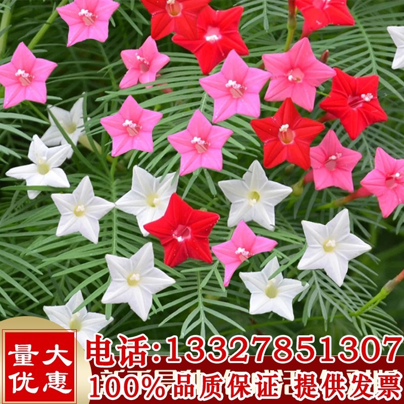 羽叶茑萝松种子 槭叶掌叶粉色白色圆叶 盆栽爬藤四季籽五星花庭院