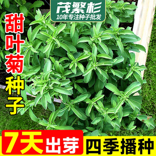 甜叶菊种子甜菊香草甜菊叶花草茶阳台花卉原生纯种四季特菜蔬菜籽