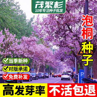 泡桐树种子轻型木质木材树木白花大果泡桐空桐树工程绿化新采种籽