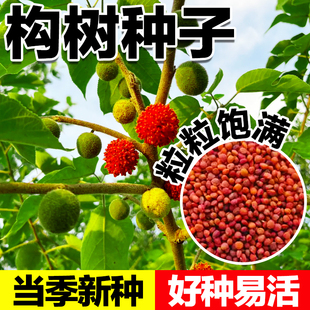 构树种子沙纸树杨梅四季庭院构树种子杂交籽构桃树构乳树楮树种子