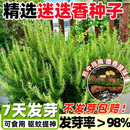 迷迭香种子可食用驱蚊易活盆栽