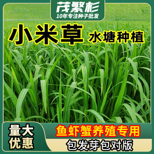 小米 水草 种子 高产 耐水 耐旱 雀叶稗