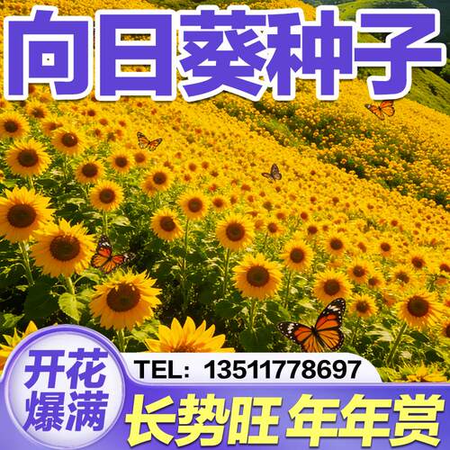 向日葵花籽矮杆观赏易活室内外