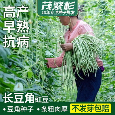 豇豆种子长豆角豆角种籽大全