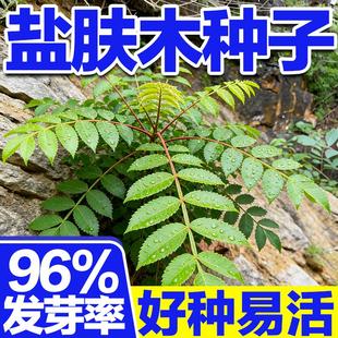 盐肤木种子新采优质五倍子树种籽蜜源植物护坡造林绿化苗木种子籽