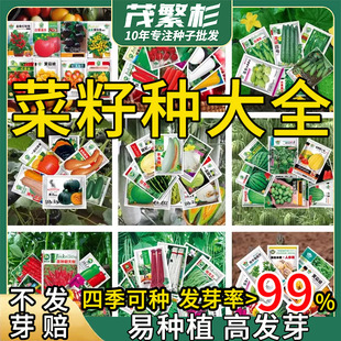 菜籽种大全四季可种香菜小香葱播盆栽辣椒番茄秋种籽子大全植阳台