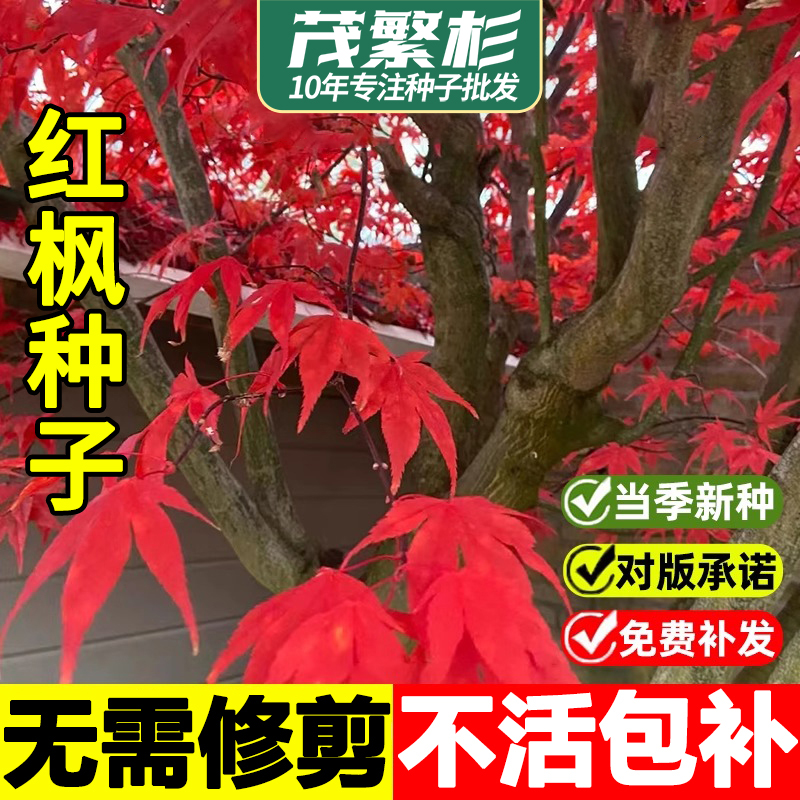 红枫进口种子绿植盆景室内外盆栽四季易种活庭院观叶植物花树种子