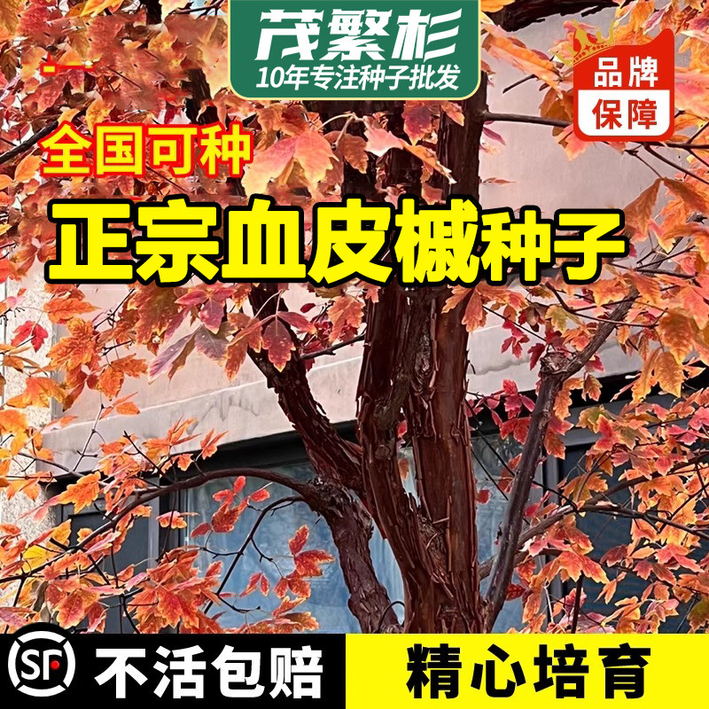 血皮槭种子中国原生枫树四季耐寒耐晒小型红枫血皮槭盆栽红叶树种