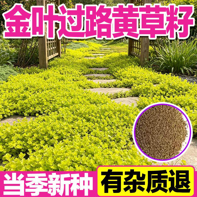 金叶过路黄种子多年生匍匐地被庭院金黄叶片垂吊蔓生绿化花卉种籽