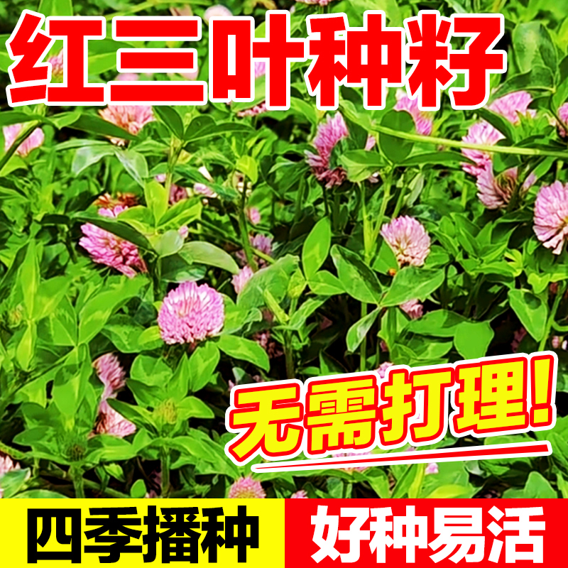 红三叶种籽好种易活无需打理