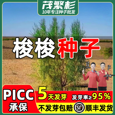 梭梭树种籽毛条种子抗旱固沙