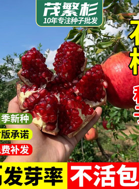 石榴种子水果种籽花石榴果