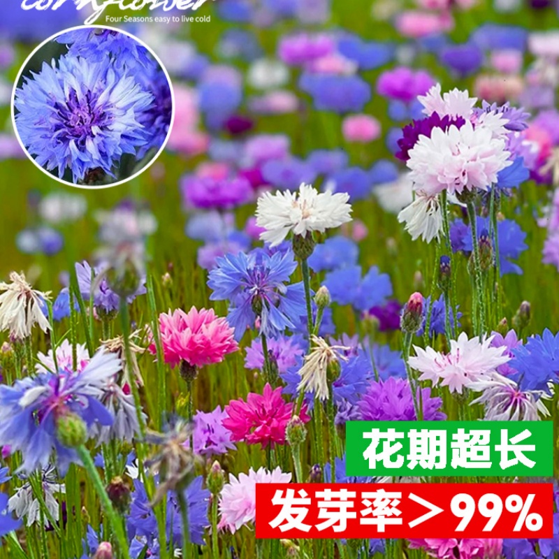 矢车菊花种四季易种活蓝色