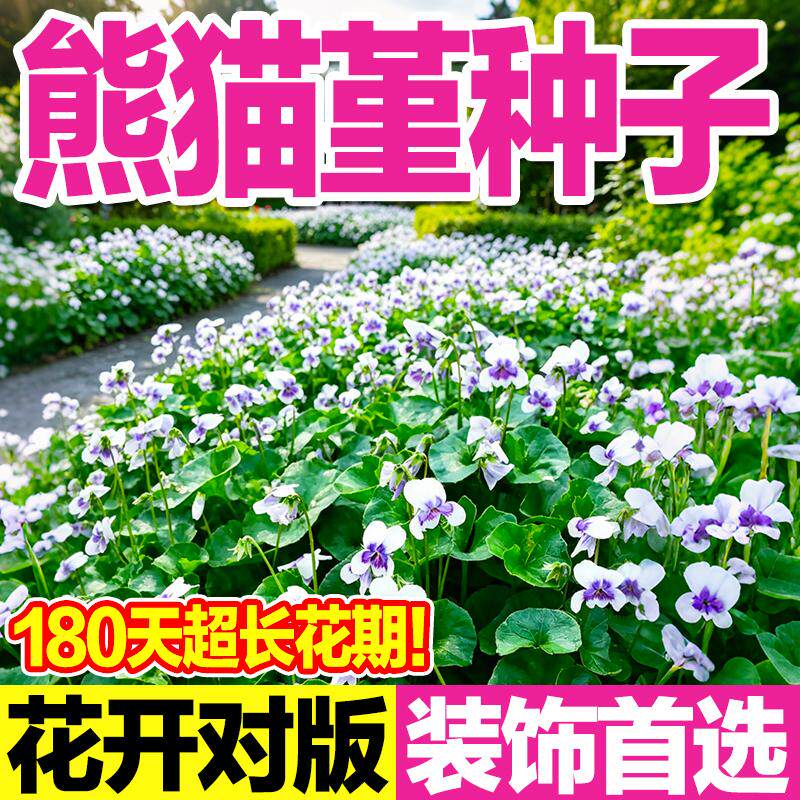 熊猫堇花籽耐热耐阴多年生